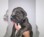 Small #6 Cane Corso