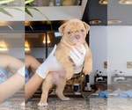 Puppy Puppy 3 Olde English Bulldogge