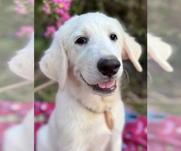 Medium Photo #13 Great Pyrenees Puppy For Sale in Spring, TX, USA