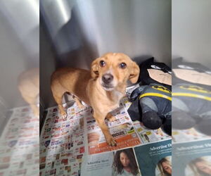 Chihuahua Dogs for adoption in Bakersfield, CA, USA