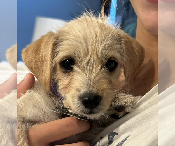 Medium Photo #1 Dachshund-Unknown Mix Puppy For Sale in Holly Springs, NC, USA