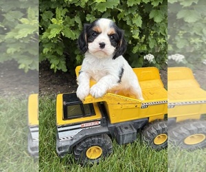 Cavalier King Charles Spaniel Puppy for sale in MIDDLEBURY, IN, USA
