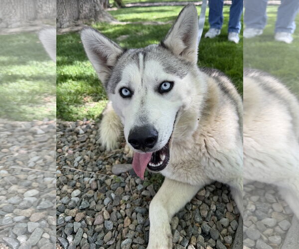 Medium Photo #2 Siberian Husky Puppy For Sale in Cedar Crest, NM, USA