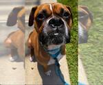 Small #6 Boxer
