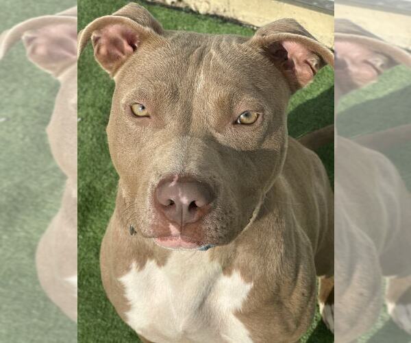 Medium Photo #8 American Pit Bull Terrier Puppy For Sale in Evansville, IN, USA