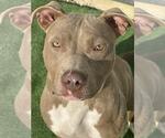Small #7 American Pit Bull Terrier