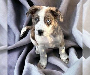 Australian Shepherd-Rat Terrier Mix Dogs for adoption in Alexander, AR, USA