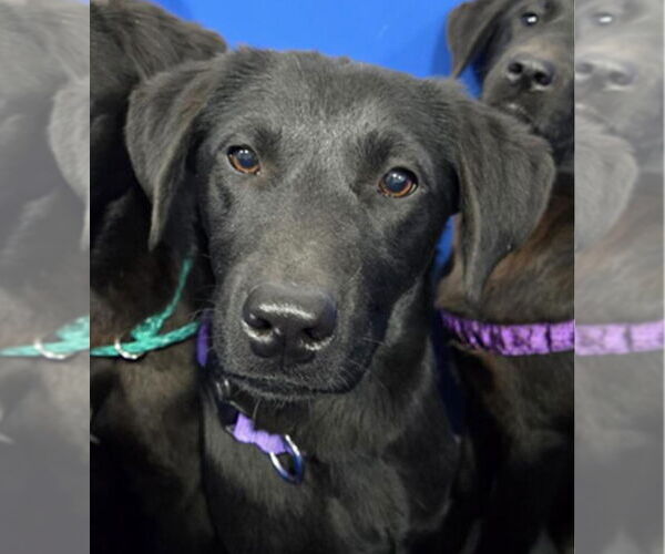 Medium Photo #2 Labrador Retriever-Unknown Mix Puppy For Sale in Canton, CT, USA