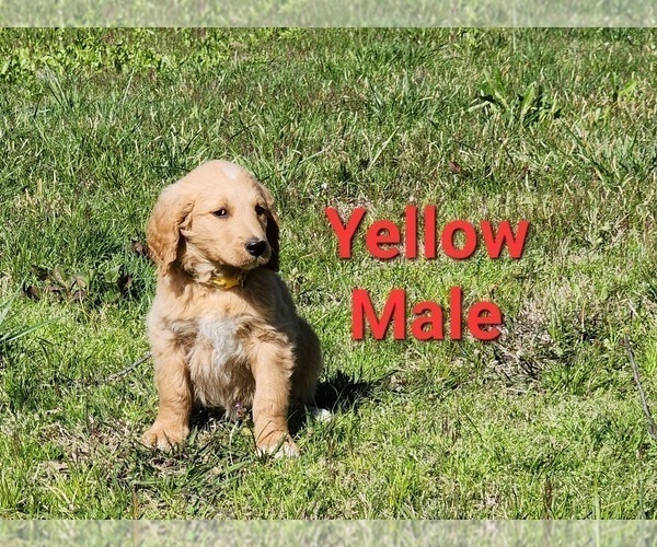Medium Photo #32 Goldendoodle Puppy For Sale in CLARKSVILLE, TX, USA