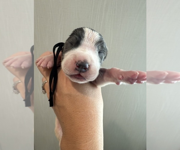 Medium Photo #16 Great Dane Puppy For Sale in HALLETTSVILLE, TX, USA