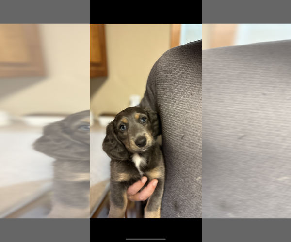 Medium Photo #1 Chiweenie Puppy For Sale in ROCK VALLEY, IA, USA