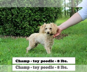 Father of the Poodle (Toy) puppies born on 04/10/2025