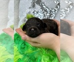 Small #4 Goldendoodle (Miniature)