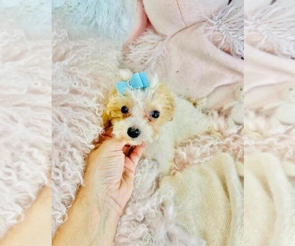 Medium Photo #8 Poodle (Toy) Puppy For Sale in TAMPA, FL, USA