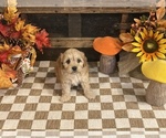 Author - Male Cavapoo (Miniature) Puppy for Sale - Photo #5