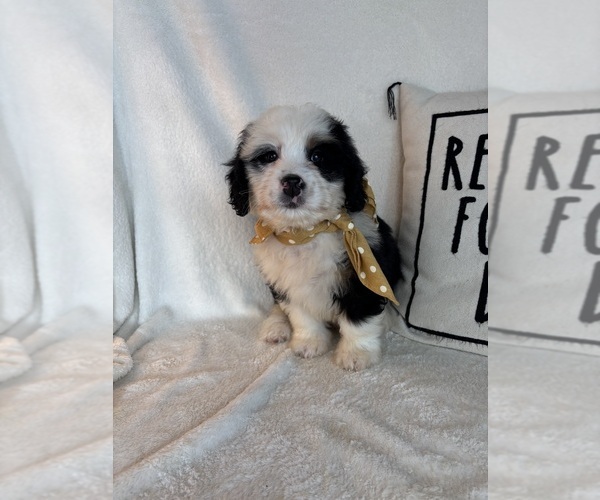 Medium Photo #5 Bernedoodle Puppy For Sale in GREENFIELD, IN, USA