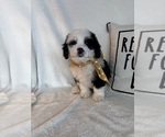 Max - Male Bernedoodle Puppy for Sale - Photo #5
