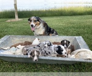 Mother of the Border-Aussie puppies born on 06/11/2022