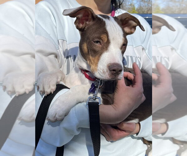 Medium Photo #15 Mutt Puppy For Sale in Oak Bluffs, MA, USA