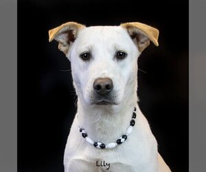 Labrador Retriever-Unknown Mix Dogs for adoption in Hot Springs Village, AR, USA
