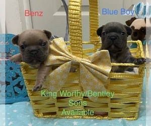 French Bulldog Puppy for sale in CHEYENNE, WY, USA