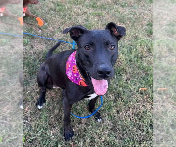 Medium Photo #3 Australian Kelpie Puppy For Sale in Westminster, MD, USA