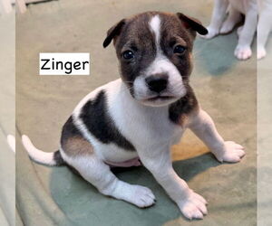 Mutt Dogs for adoption in GILBERTS, IL, USA