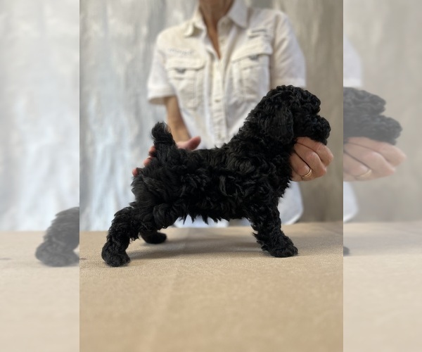 Medium Photo #2 Poodle (Toy) Puppy For Sale in HOLLYWOOD, FL, USA