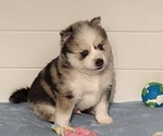 Small Photo #4 Pomsky Puppy For Sale in RAMONA, CA, USA