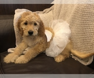 Goldendoodle Puppy for sale in PEORIA, IL, USA