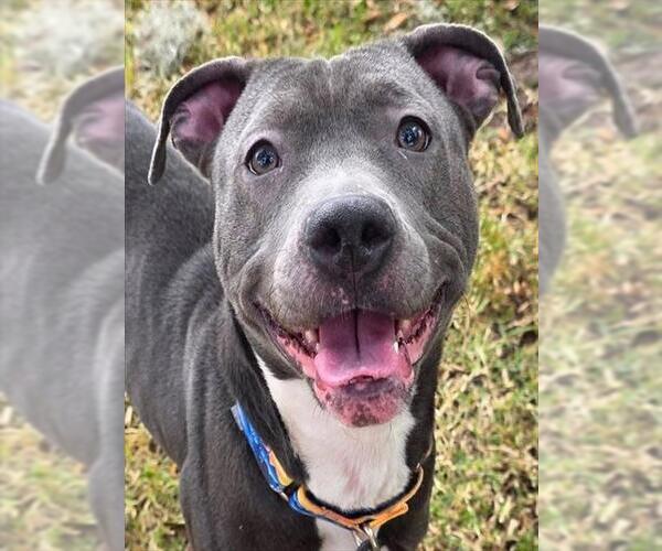 Medium Photo #2 American Pit Bull Terrier-Unknown Mix Puppy For Sale in Ocala, FL, USA