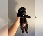 Small Photo #2 Maltipoo Puppy For Sale in SALEM, OR, USA