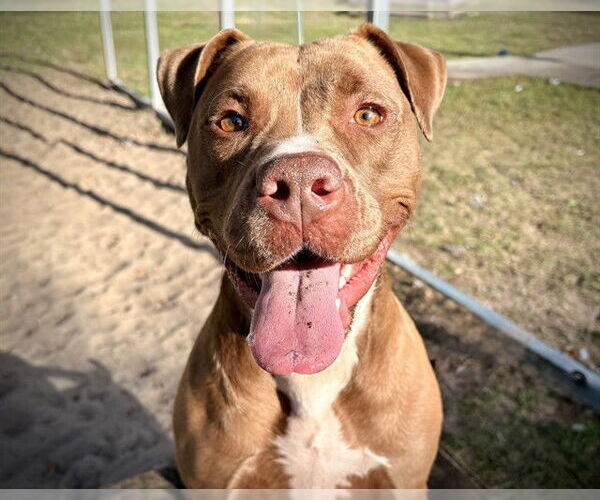 Medium Photo #2 Staffordshire Bull Terrier-Unknown Mix Puppy For Sale in Tavares, FL, USA