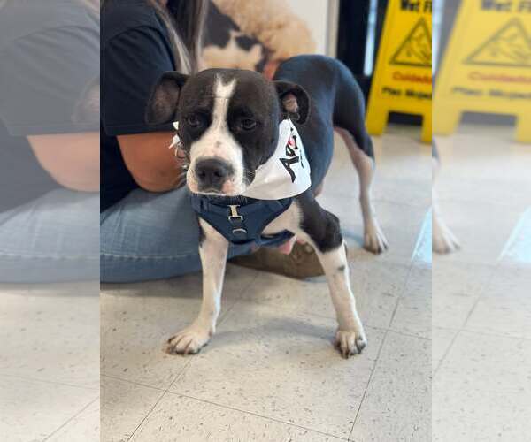 Medium Photo #3 American Staffordshire Terrier-Unknown Mix Puppy For Sale in Holly Springs, NC, USA