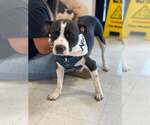 Small #2 American Staffordshire Terrier Mix