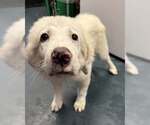Small #6 Great Pyrenees