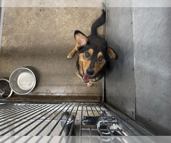 Medium Photo #1 German Shepherd Dog-Unknown Mix Puppy For Sale in San Bernardino, CA, USA