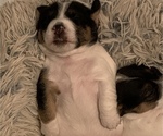 Small Photo #2 Jack Russell Terrier Puppy For Sale in MISSOURI VALLEY, IA, USA