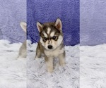 Small Photo #4 Siberian Husky Puppy For Sale in SANDY HOOK, KY, USA