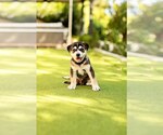 Small Mutt
