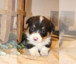 Puppy 6 Pembroke Welsh Corgi