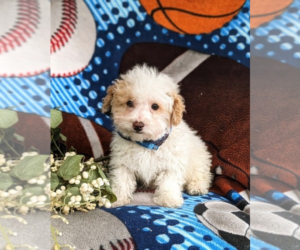 Medium Photo #2 Poodle (Toy) Puppy For Sale in LINCOLN UNIVERSITY, PA, USA