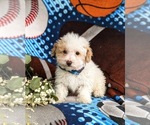 Small Photo #2 Poodle (Toy) Puppy For Sale in LINCOLN UNIVERSITY, PA, USA