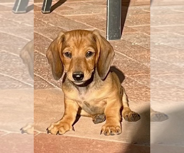 Medium Photo #3 Dachshund Puppy For Sale in SAHUARITA, AZ, USA