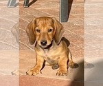 Small #2 Dachshund
