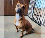 Small #3 American Pit Bull Terrier Mix