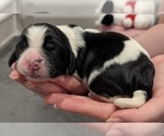 Puppy Cement English Springer Spaniel