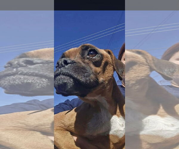 Medium Photo #3 Boxer Puppy For Sale in Dumont, NJ, USA
