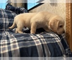 Small Photo #6 Labrador Retriever Puppy For Sale in OCALA, FL, USA