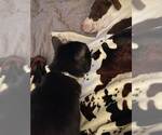 Small #7 American Staffordshire Terrier-Collie Mix